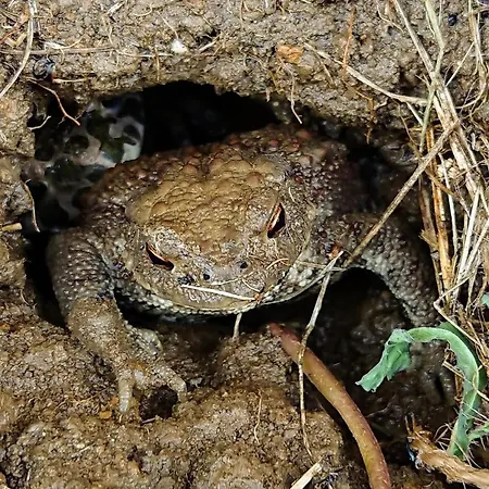 Borikovsky Dvur Affittacamere 3*