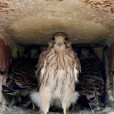 Borikovsky Dvur Litovany