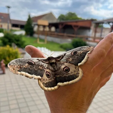 Affittacamere Borikovsky Dvur