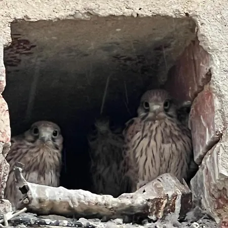 Affittacamere Borikovsky Dvur 3*